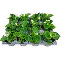 Bild von Begonia P9 Grbl Wit